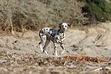 DALMATIEN 117